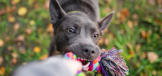 A dog biting a chew toy