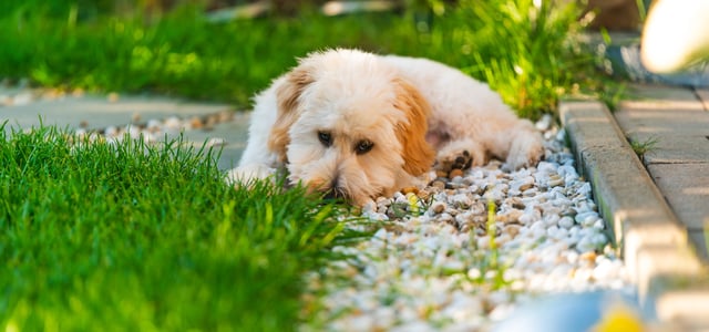 maltipoo lying on grass and gravel