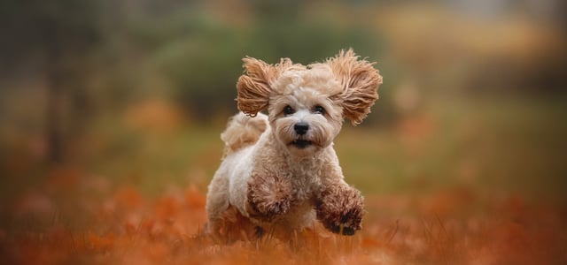Maltipoo running on a field