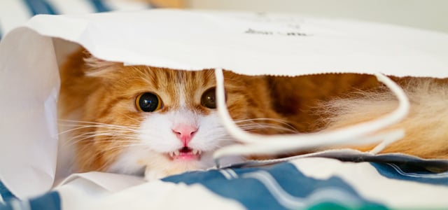 A ginger cat hissing in a white bag.