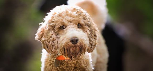 an apricot cockapoo 