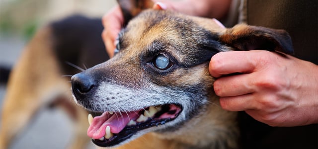 Small dog with cataracts with mouth open