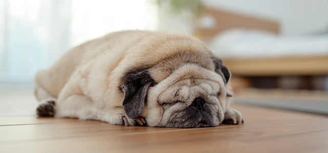 A pug with lots of wrinkles laying down on the floor.