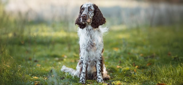 A cocker spaniel sitting on grass.