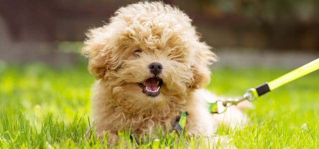 A very cute light brown, curly Maltipoo laying down on grass.