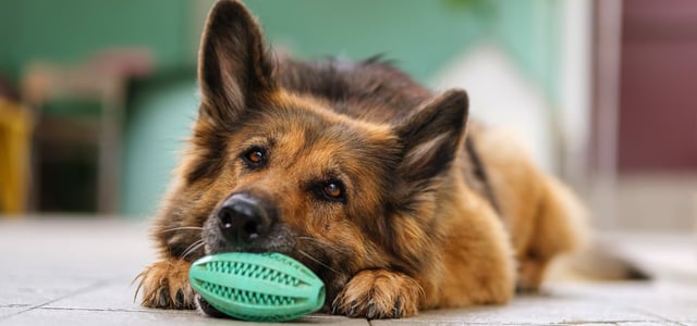 A german shepherd sat with a toy.