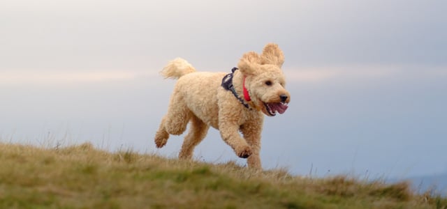 cockapoo running on grass