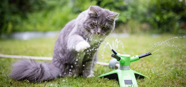 A grey cat playing with a water sprinkler outdoors.