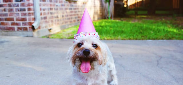 a dog in a party hat