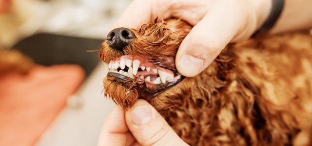 A close up of a dog having their teeth professionally cleaned.