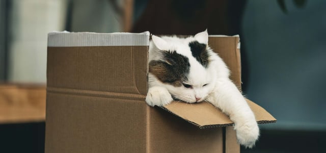 A cat playing in a box