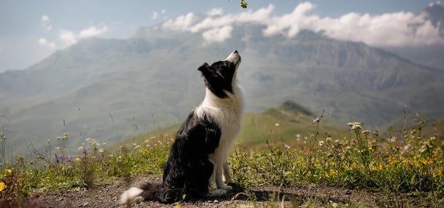 a border collie looking up against a mountain backdrop