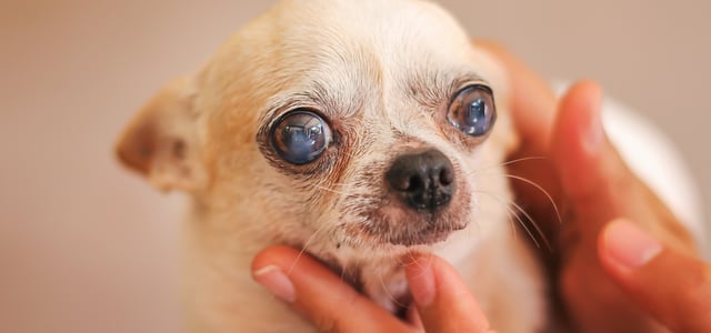 Little chihuahua with cataracts