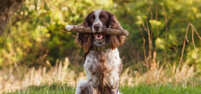 a cocker spaniel holding a stick