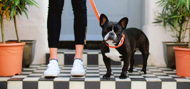 A boston terrier standing on black and white tiles.