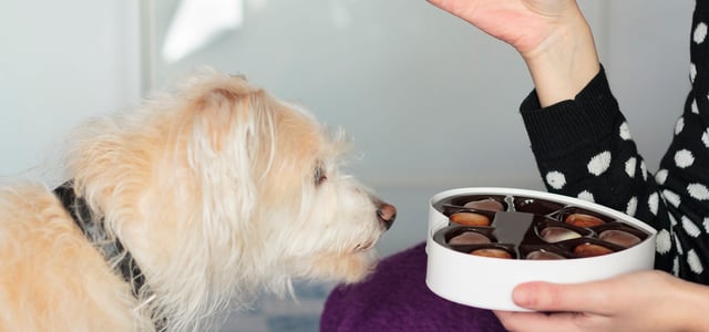 dog looking lovingly into heart-shaped box of chocolates
