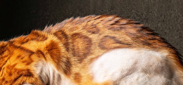 Cat's body with fur missing
