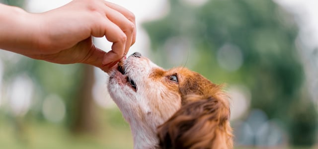 a dog being given a tablet by their owner against a green leafy blurred background