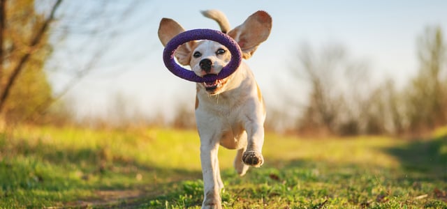 beagle running on grass with a tyre toy in it's mouth