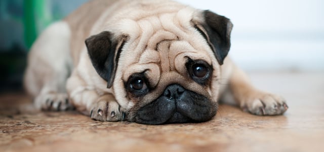 A sad looking pug