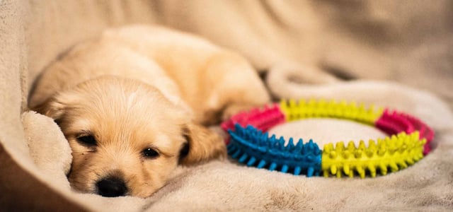 puppy's first night in bed with toy
