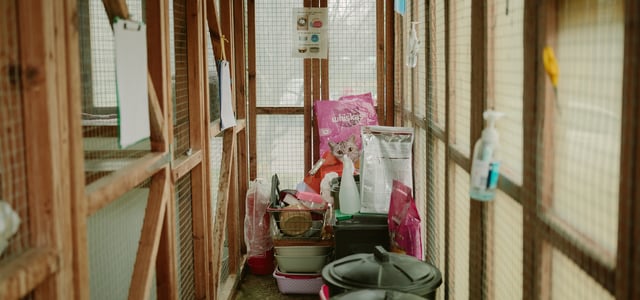 Inside Cattery 2 at Jacksons.