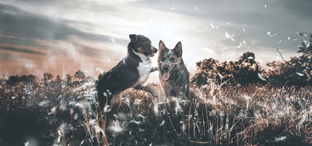 a puppy saying hello to an adult dog