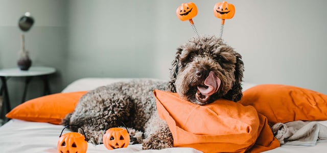 a dog wearing pumpkins