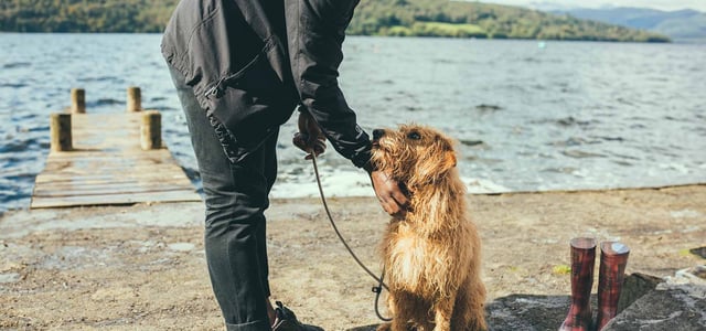 A dog looking up at its owner