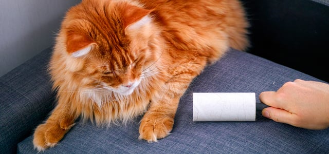 Ginger long haired cat with hair roller next to it on the couch