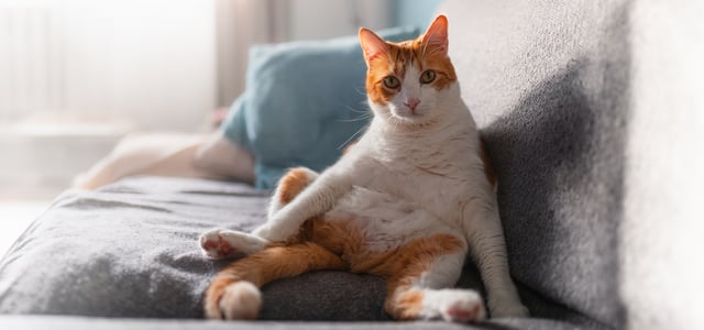 A ginger and white cat sitting upright on a sofa.