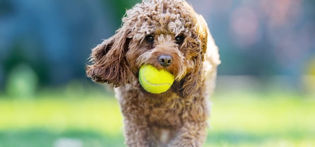 A Cavapoo walking with a tennis ball in their mouth.
