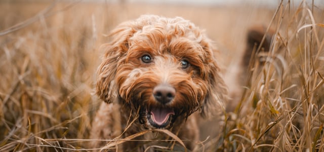 A close up of a brown Cockapoo in a field.