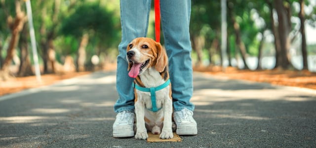 A Beagle stood between their owner's legs.