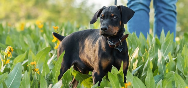 black puppy standing in a field on a lead with owner walking in front