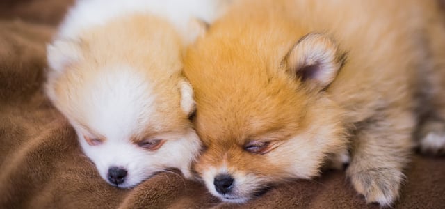 Two Pom puppies laying next to one another.
