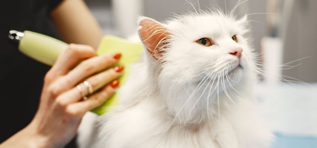 woman using flea comb on a cat