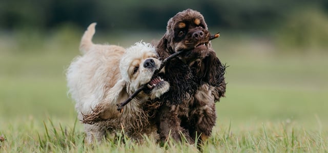 A cream and brown coloured Spaniel walking with twig in mouth.