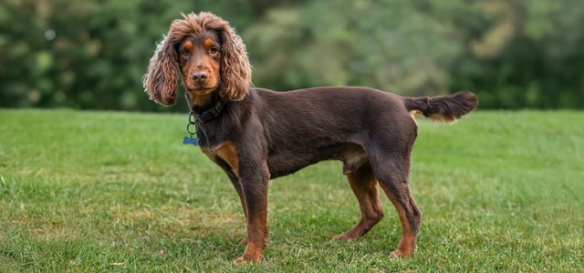 Brown and orange Cocker Spaniel standing on grass with lion haircut