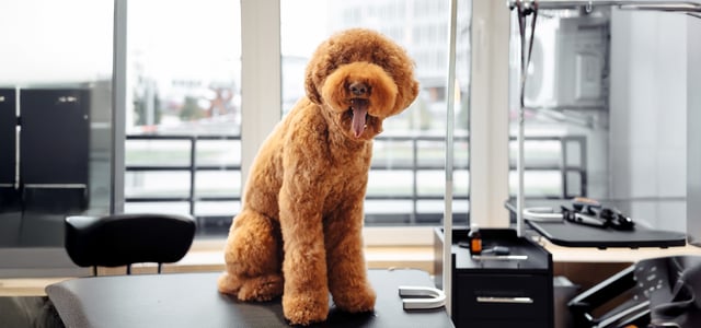 Apricot labradoodle standing at the groomer table.