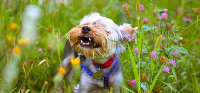 a dog eating grass