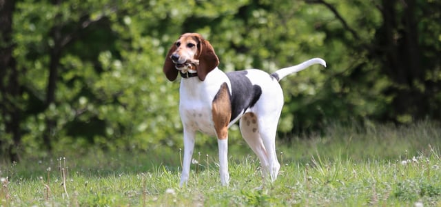 An English Foxhound standing on the grass outdoors.