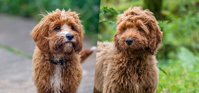 A cockapoo and a cavapoo