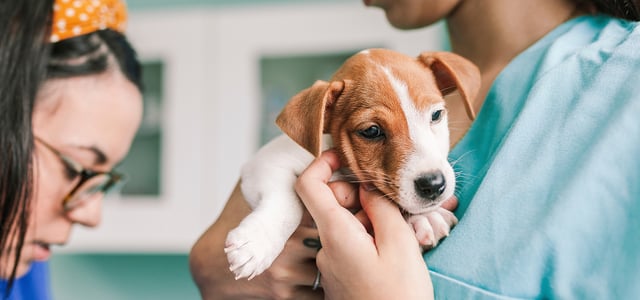 a puppy being held by a nurse