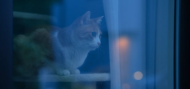 ginger cat staring out of window into the dark