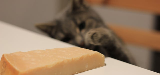 A cat sitting on a chair and trying to swipe a block of cheese