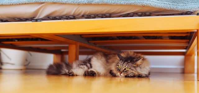 A cat laying down under a bed.