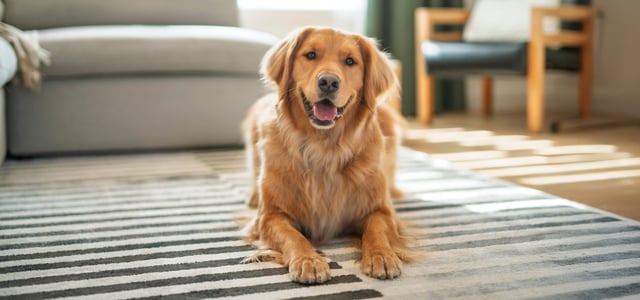 A golden retriever laying down on a stripey rug.