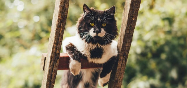 A cat on a ladder