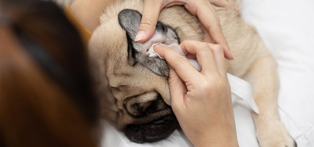 A Pug having his ears cleaned.